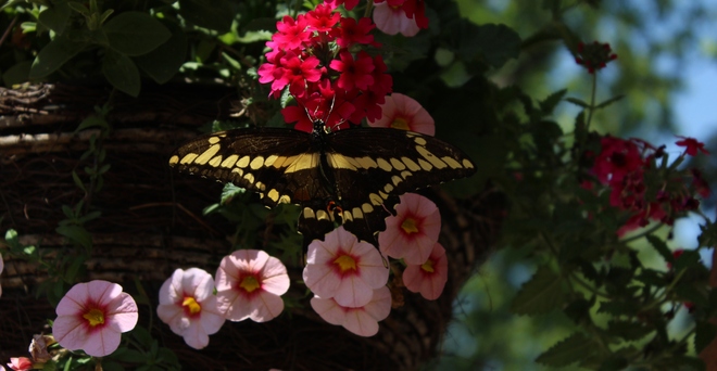 Shallowtail Butterfly Sydenham, Ontario Canada
