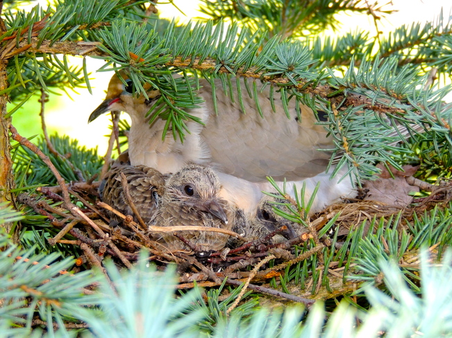 Mourning Dove Chicks in the Nest Port Perry, Ontario Canada