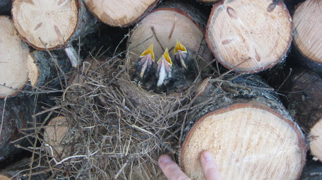 3 Part Harmony at the Robins Nest Brigus, Newfoundland and Labrador Canada
