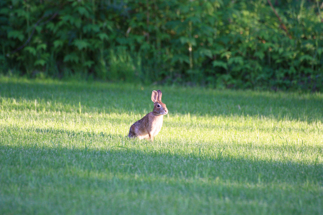 Rabbit Kingston, Ontario Canada