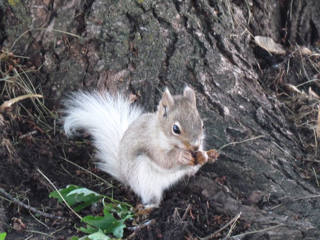 red squirrel with a white tail 