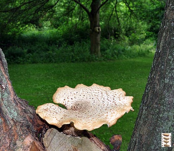 Fungus Toronto, Ontario Canada