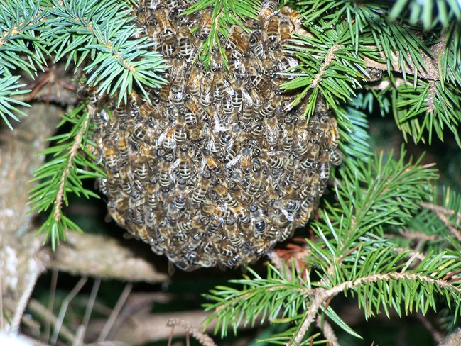 Honey Bees Economy, Nova Scotia Canada