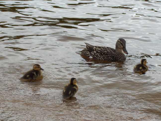 Mother Duck & Ducklings Espanola, Ontario Canada