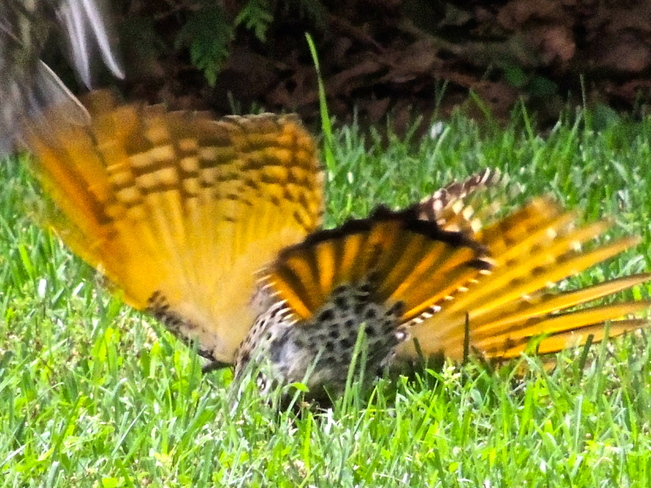 Why it's a Yellow Shafted Flicker Port Perry, Ontario Canada