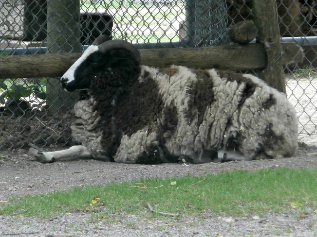 Goat Peterbell, Ontario Canada