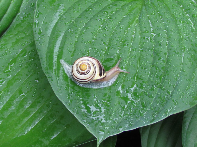 Snail enjoying the rain 