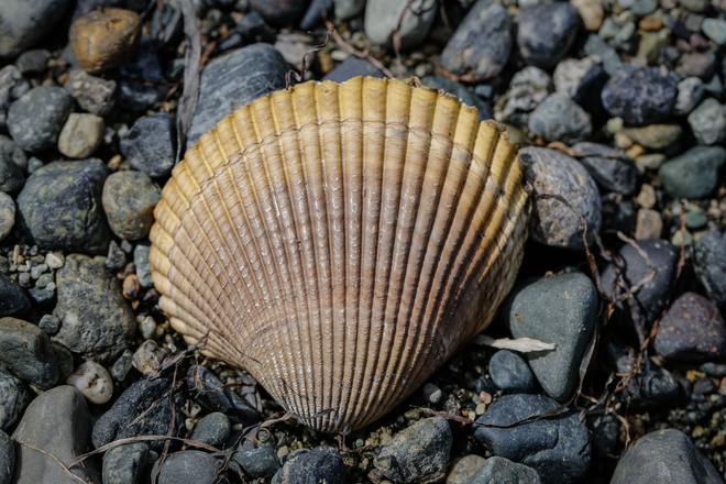Seashell Tsawwassen, British Columbia Canada