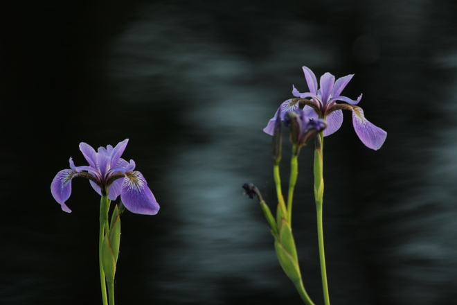 wild iris 