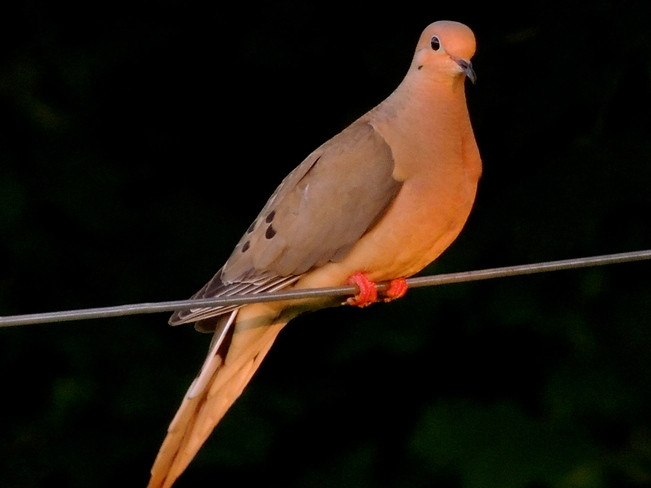 Mourning Dove in the Evening Port Perry, Ontario Canada