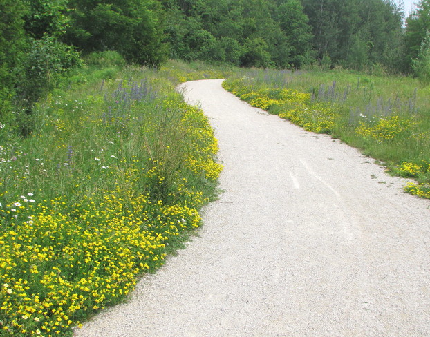 yellow edged pathway Guelph, Ontario Canada