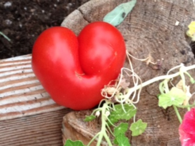 I heart tomatoes Powell River, British Columbia Canada