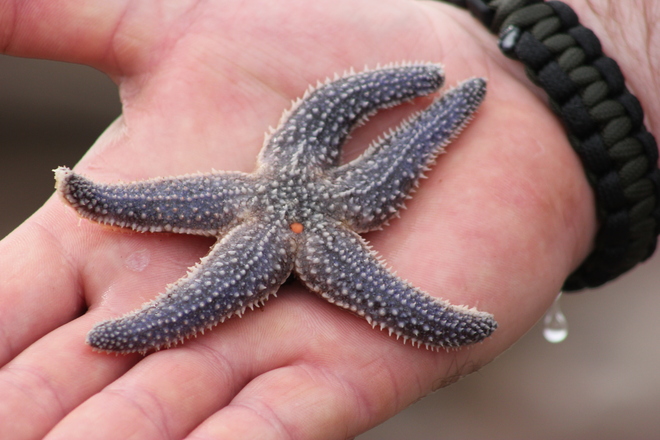 Starfish Truro, Nova Scotia Canada