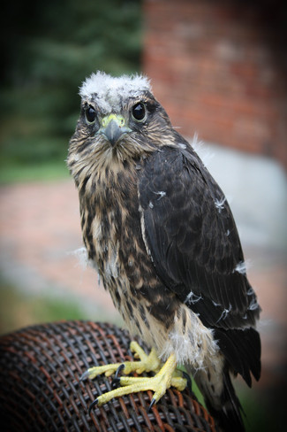 Merlin Falcon - Fledgling Carleton Place, Ontario Canada