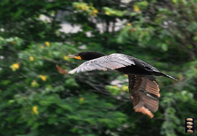 Double - crested cormorant Toronto, Ontario Canada