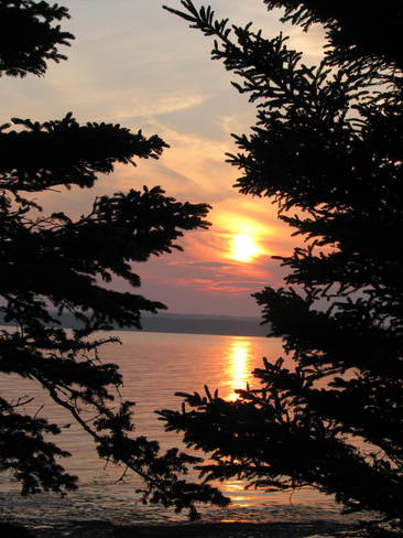 view behind the evergreens Maces Bay, New Brunswick Canada