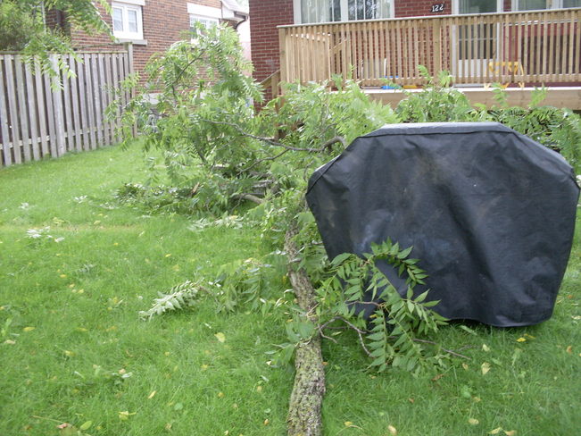 Branch that fell London, Ontario Canada