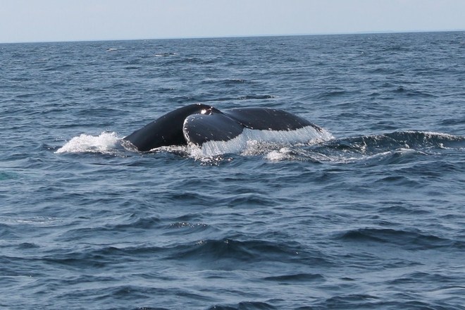 whale watching in Twillingate, NL Grand Falls-Windsor, Newfoundland and Labrador Canada