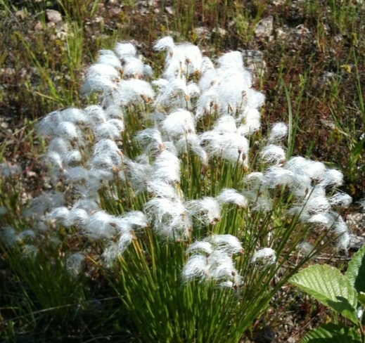 cotton grass Jackson's Arm, Newfoundland and Labrador Canada