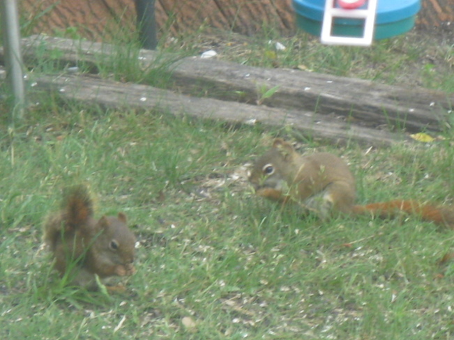 2 squirrels Chapleau, Ontario Canada