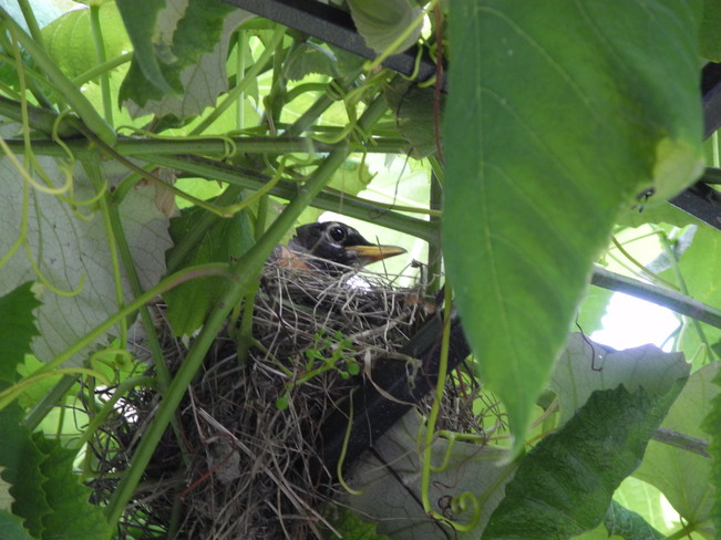 Robin in the nest Brossard, Quebec Canada