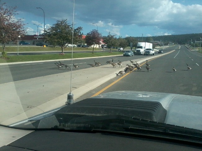 Geese crossing 105 Mile House, British Columbia Canada