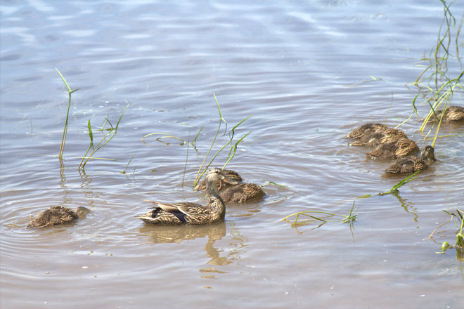 "mom watching while chicks dip for food" Timmins, Ontario Canada