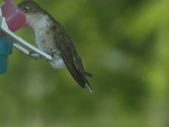 hummingbird Sackville, New Brunswick Canada