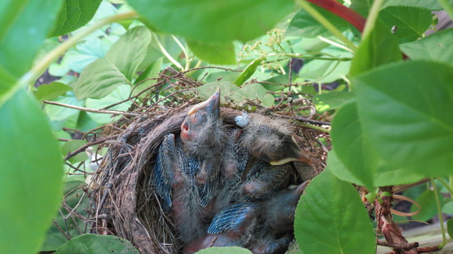 Three Baby Robins Moncton, New Brunswick Canada