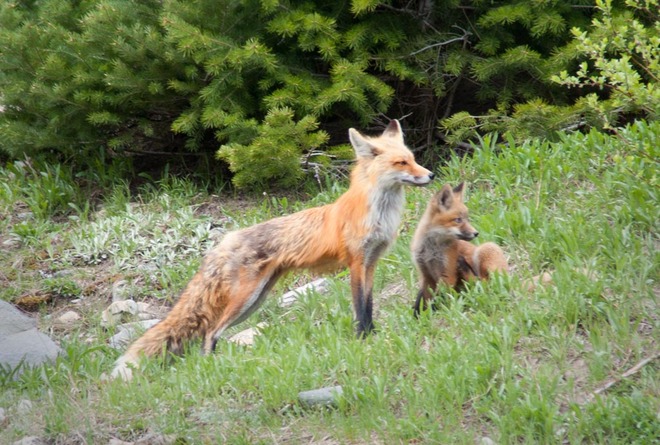 Red Fox and Pup Lethbridge, Alberta Canada