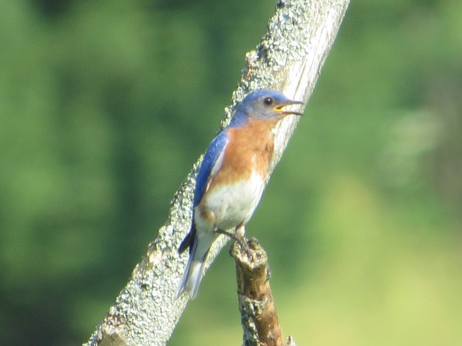 bluebird Rutherglen, Ontario Canada