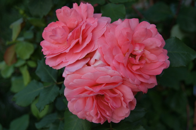 Pink Roses Mississauga, Ontario Canada