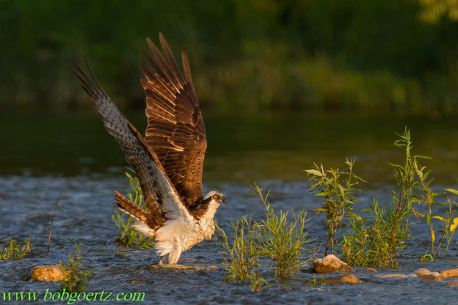 Osprey cooling off in the Grand River Kitchener, Ontario Canada