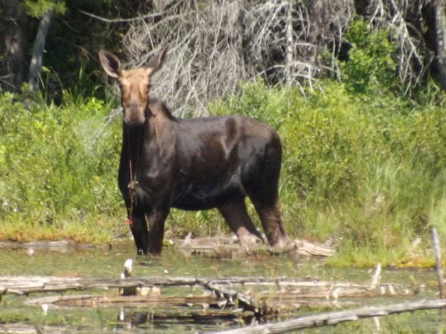 moose Pembroke, Ontario Canada