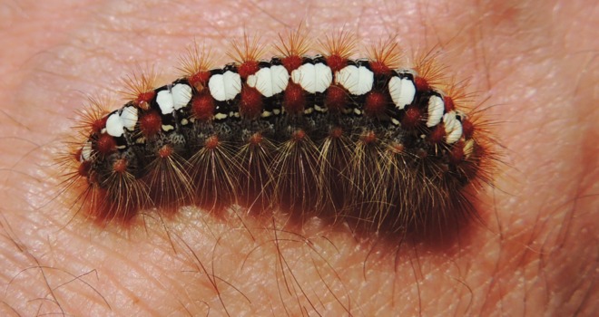 Caterpillar on my hand. St. John's, Newfoundland and Labrador Canada