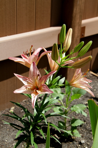 Titer Lilies In Bloom 
