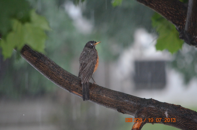 Robin seeking shelter from storm Orleans, Ontario Canada