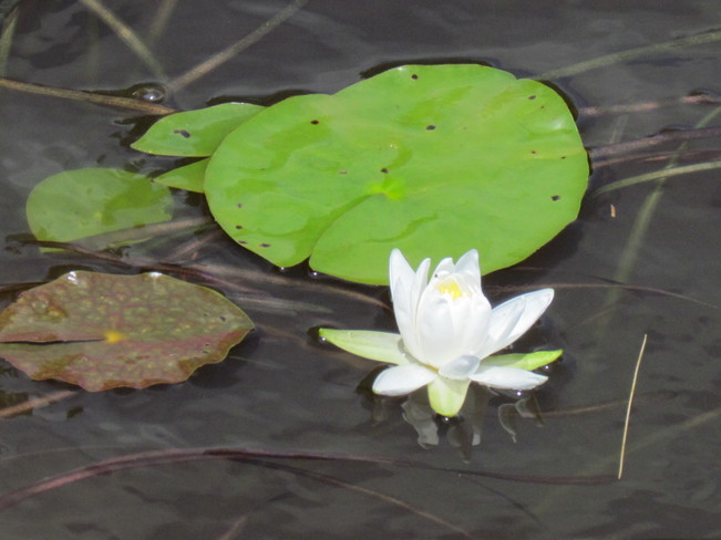Water Lily Saint George, New Brunswick Canada