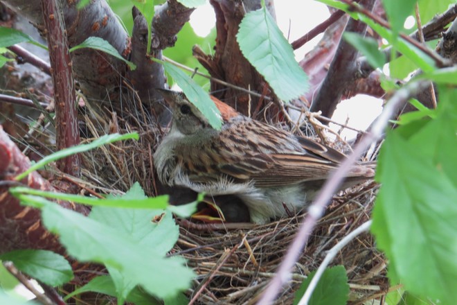 Mama & Baby Sparrow Marchand, Pennsylvania United States
