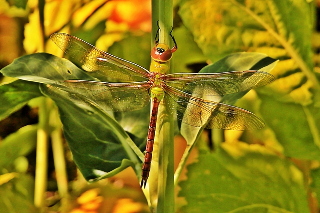 Dragonfly Surrey, British Columbia Canada