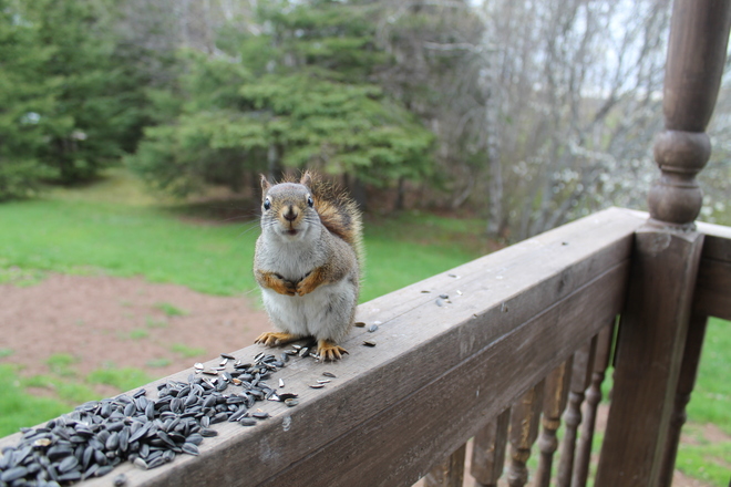 friendly neighborhood squirrel 