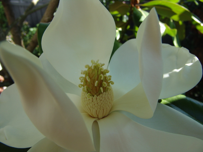 COMPLEXITY OF A MAGNOLIA FLOWER View Royal, British Columbia Canada