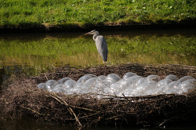 Guarding the nest Amsterdam, Noord-Holland Netherlands