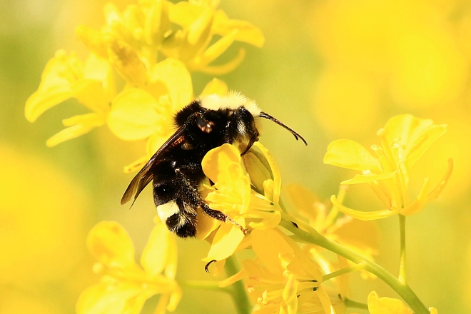 Bee-Looking for pollen Surrey, British Columbia Canada