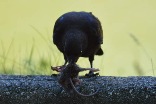 Crow Eating Greater Vancouver, British Columbia Canada