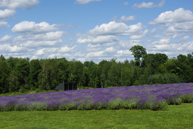 Lavender Magog, Quebec Canada