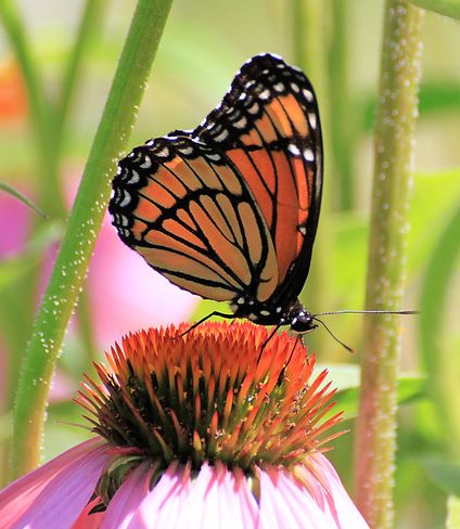 Urquhart Butterfly Garden, Dundas Dundas, Ontario Canada