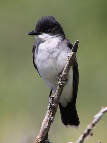 Eastern Kingbird Fergus, Ontario Canada