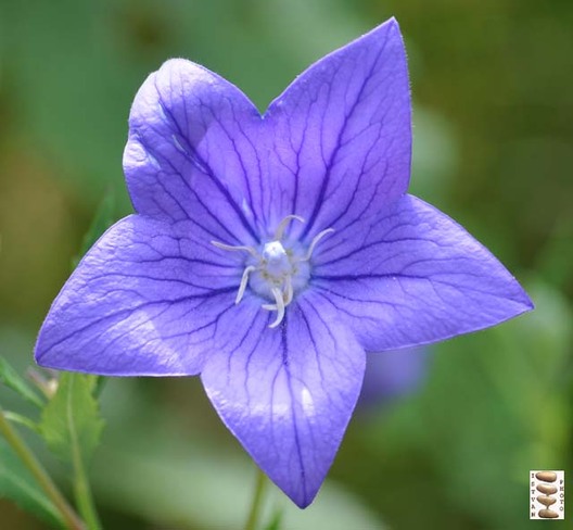The Blue flower Toronto, Ontario Canada