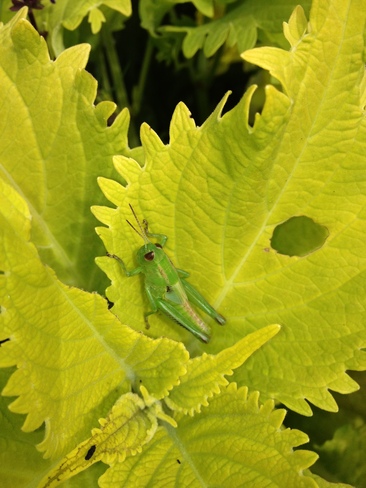 Green Grasshopper Winnipeg, Manitoba Canada
